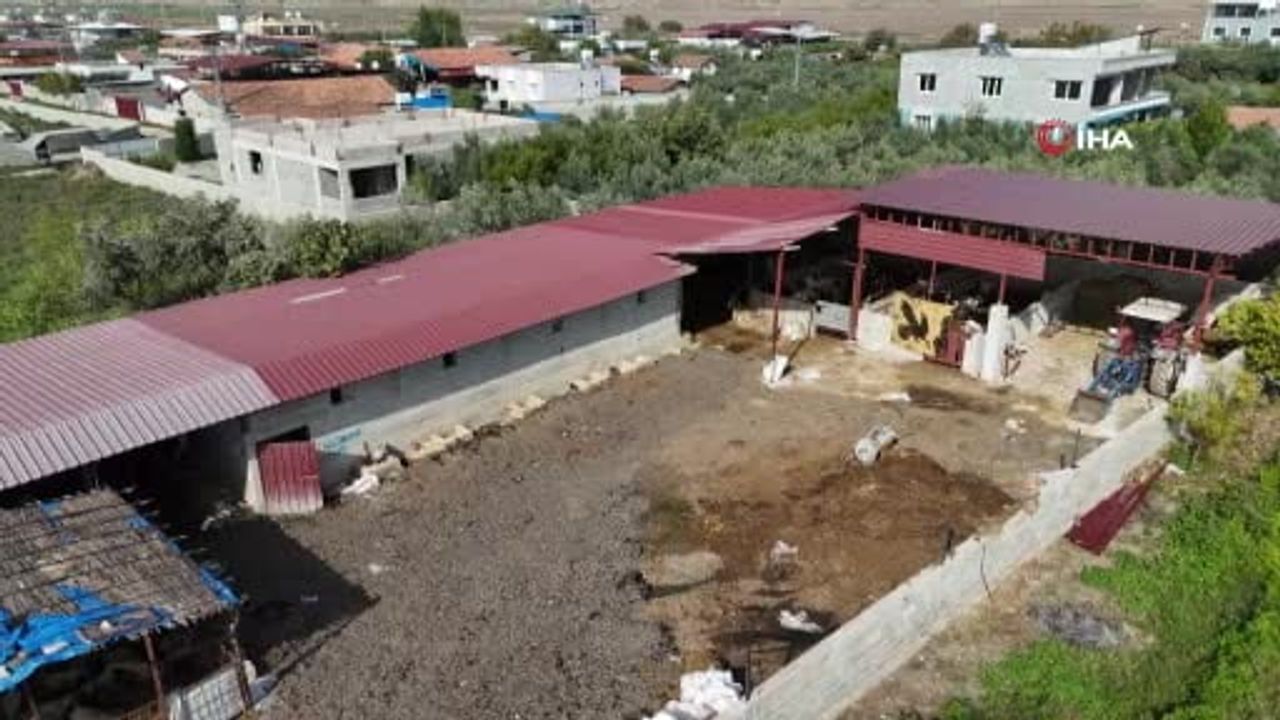 Kırıkhan'da SAT-1 şap vakası: üreticiler telef olan hayvanlar için destek bekliyor