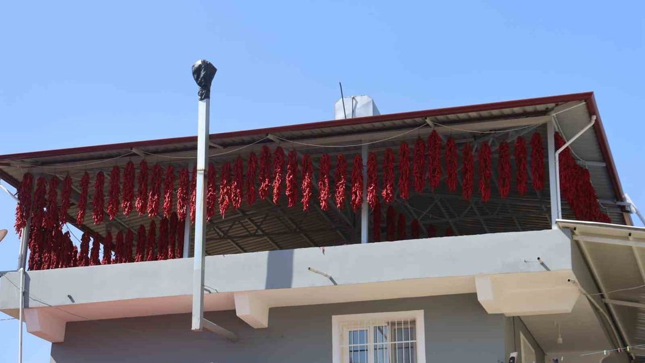 Kırmızı hasat: Yenihisar’ın kapya biberleri mahalleyi sardı