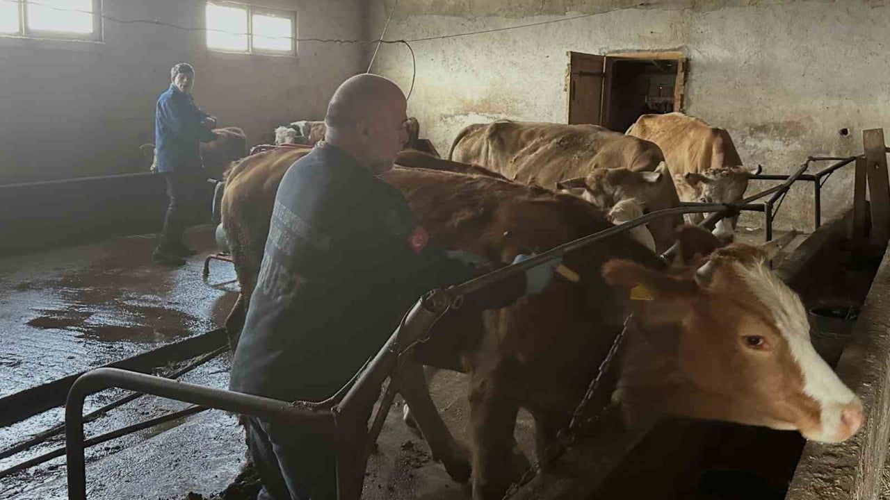 Kırsalda hastalıkla mücadelede adım: Aydıntepe'de 13 köyde şap aşılaması ve küpeleme tamamlandı