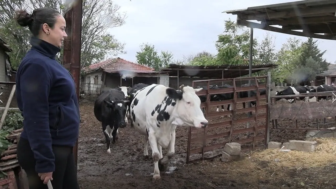 Kırsalda umut filizlendi: 5 hayvandan 30 hayvana uzanan bir üretim öyküsü