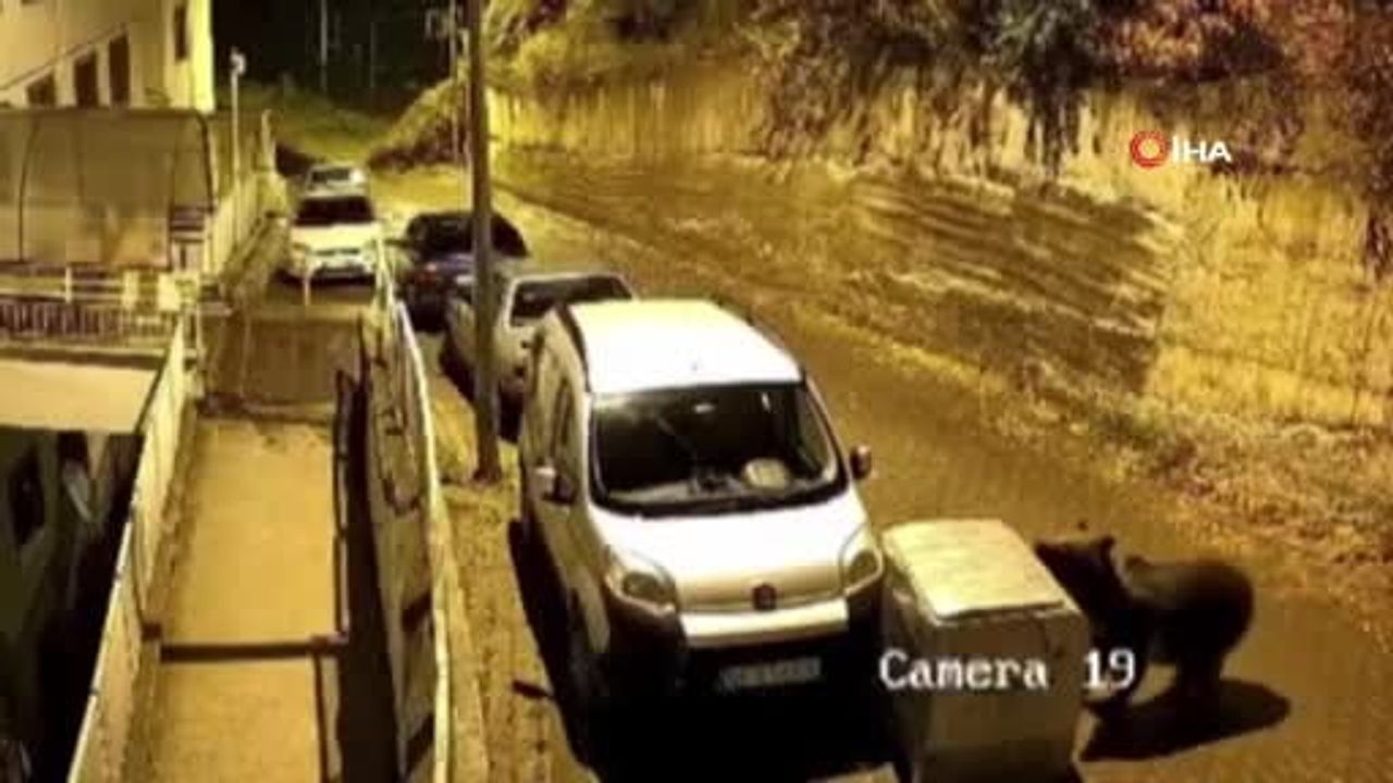 Kızılcahamam'da beklenmedik misafir: ayı konteyneri iterek otomobile çarptı