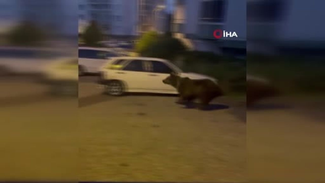 Kızılcahamam sokaklarına inen ayılar ilçe sakinlerini tedirgin ediyor