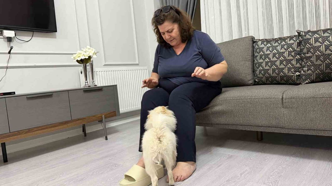 Kızının beklediği panda suratlı Pomeranian evde kabusa dönüştü