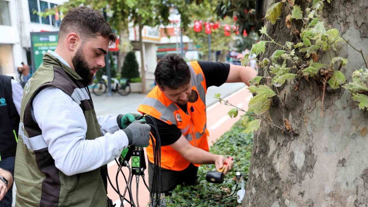 kocaeli’de asırlık ağaçların sağlığı akustik tomografiyle değerlendirilecek