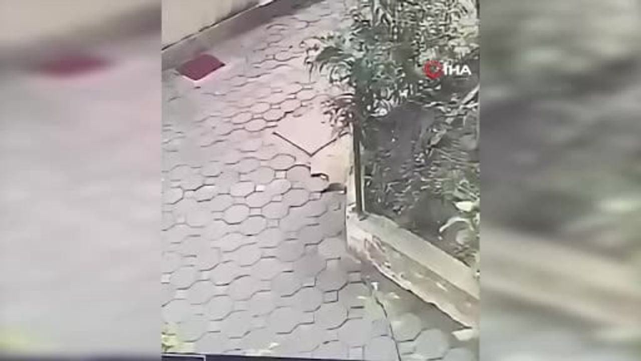 Kocaeli'nde mal paylaşımı davası öncesi eski eşini vuran zanlı yakalandı