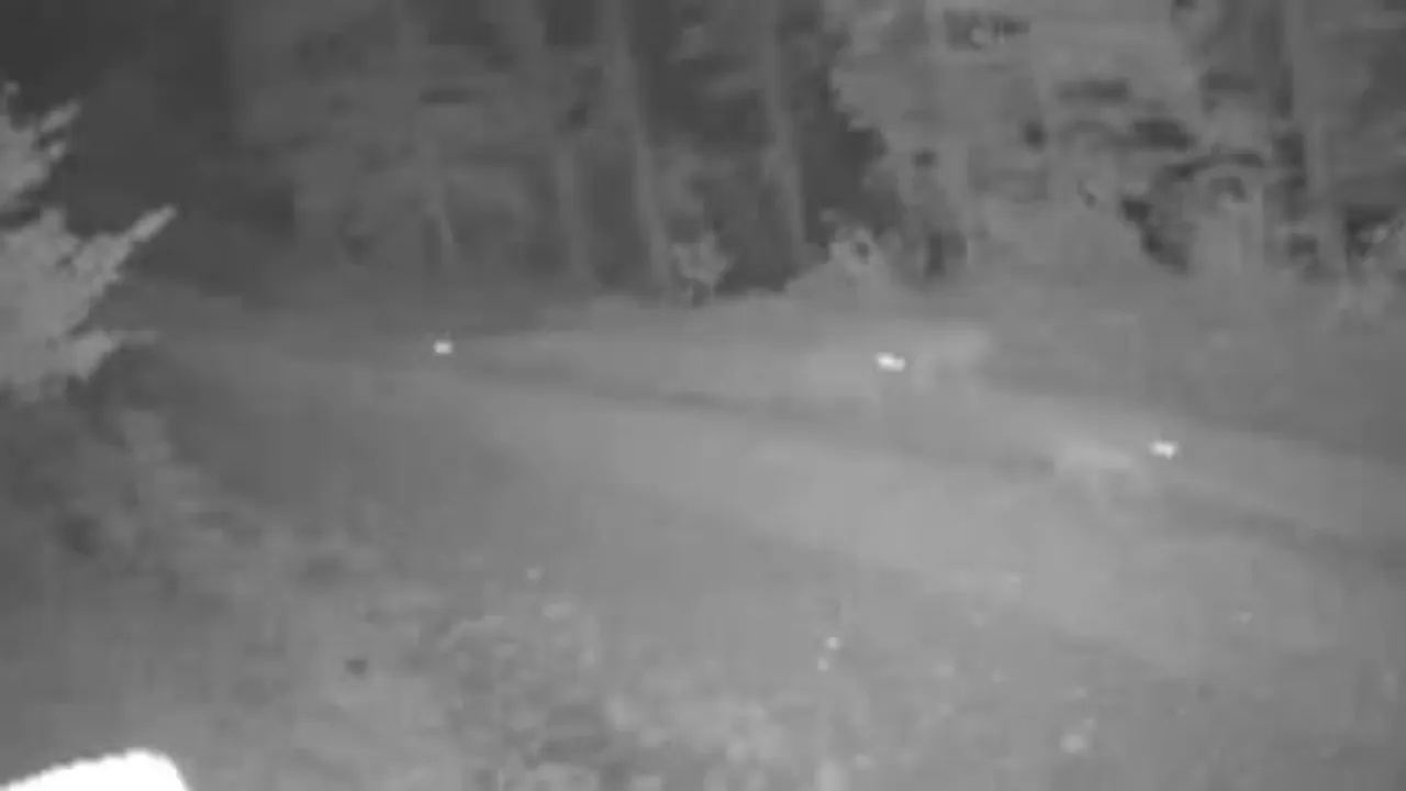 Köye inen kurt sürüsü Safranbolu Akkışla'da hayvanları hedef aldı