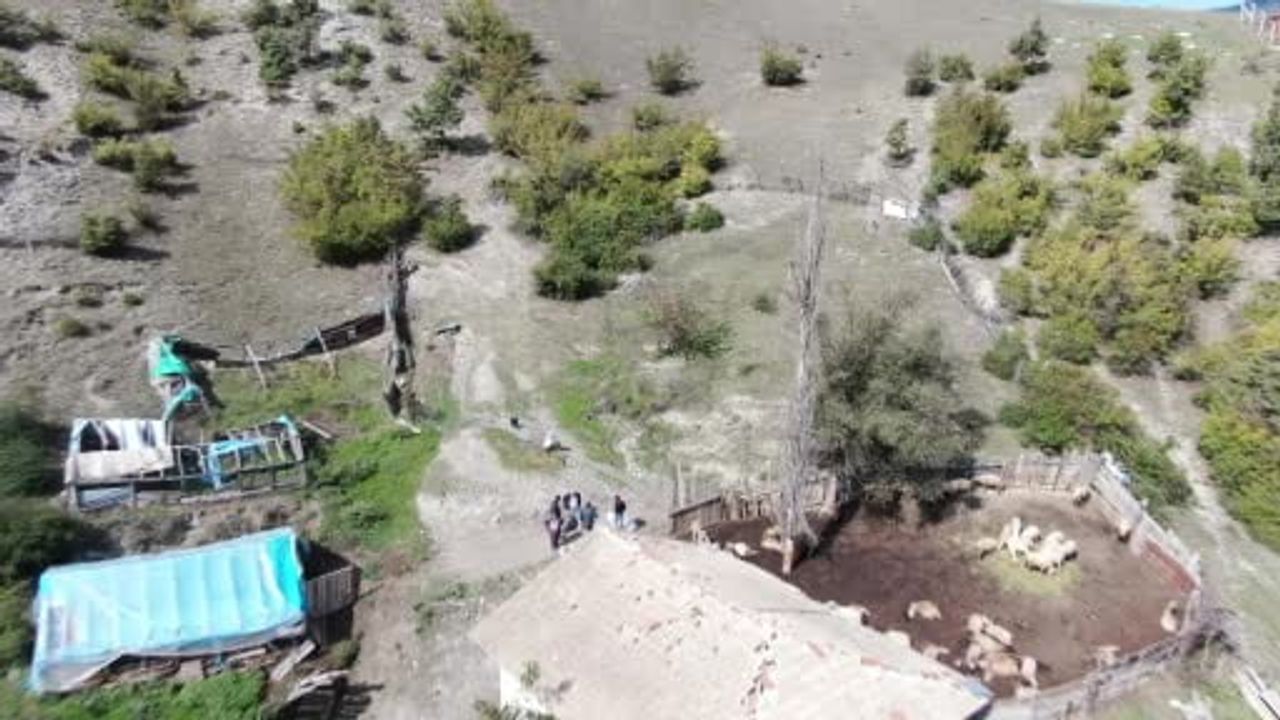 Köye inen kurtlar ağılı bastı: 18 koyun telef oldu, 11'i ağır yaralı