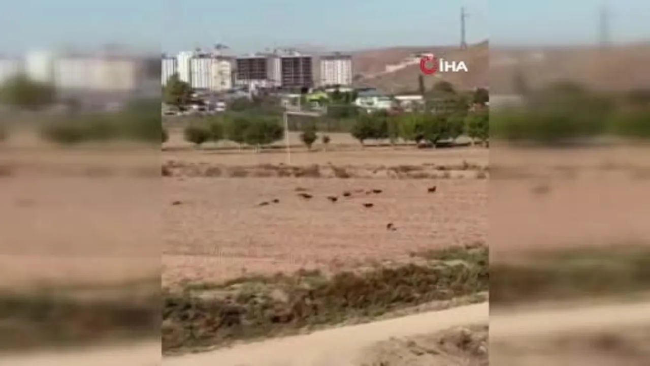 Koyun Polatlı'da 15 başıboş köpeğin saldırısından vatandaşın müdahalesiyle kurtuldu