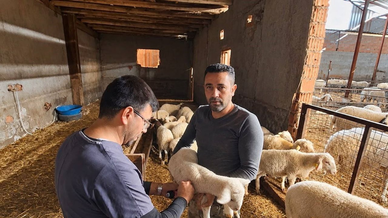 Küçükbaş hayvanlarda aşılama ve kimliklendirme çalışmaları yoğunlaşıyor