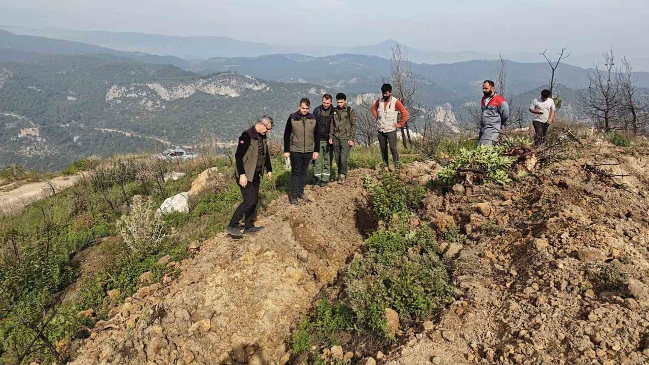 Kül bırakan yangının ardından Osmaneli toprakları tekrar canlanıyor
