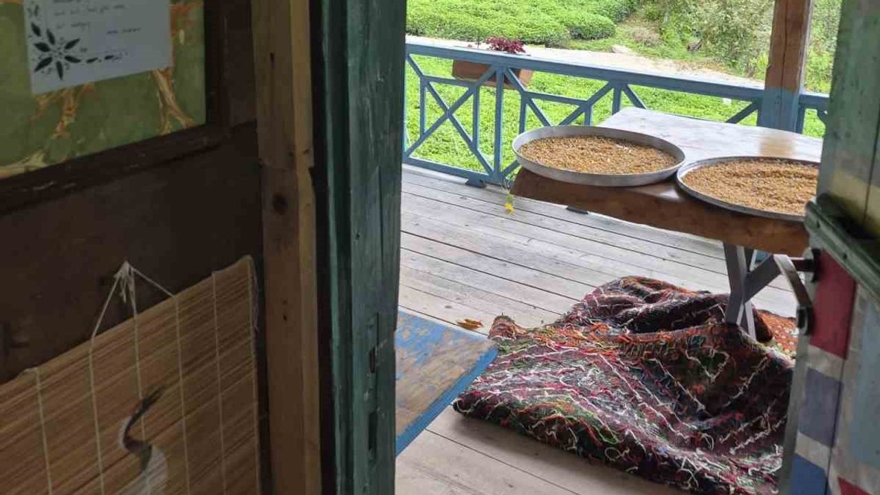 Kültür mirasını odalara taşıyan proje: Borçka'da tarihi evlerin yeni hayatı