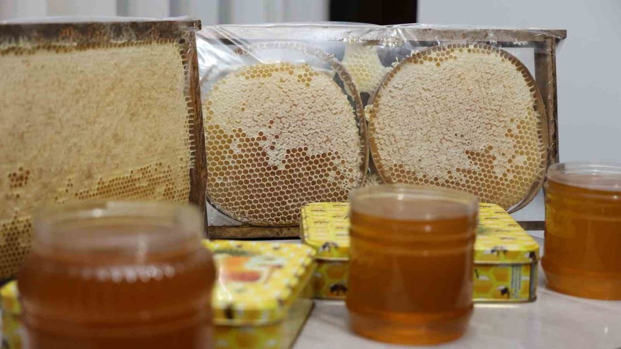 Kuşadası'nda çam balı sezonu başladı, gezgin arıcı ilk sağımı gerçekleştirdi