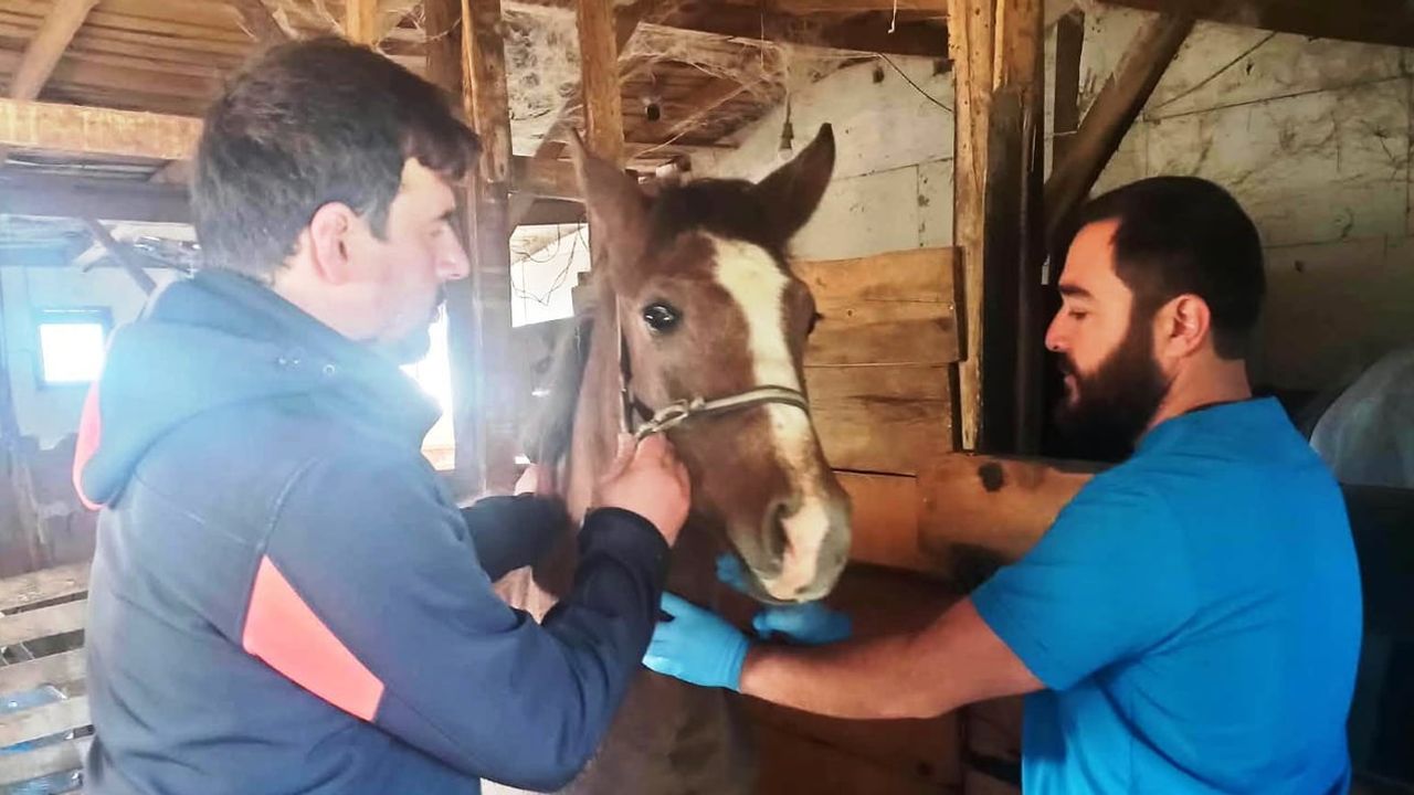 Kütahya’da safkan Arap taylarının tescil süreci tamamlandı