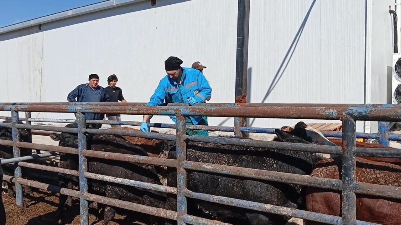 Kütahya'da Uruguay menşeli besilik sığırlarda kapsamlı sağlık taraması