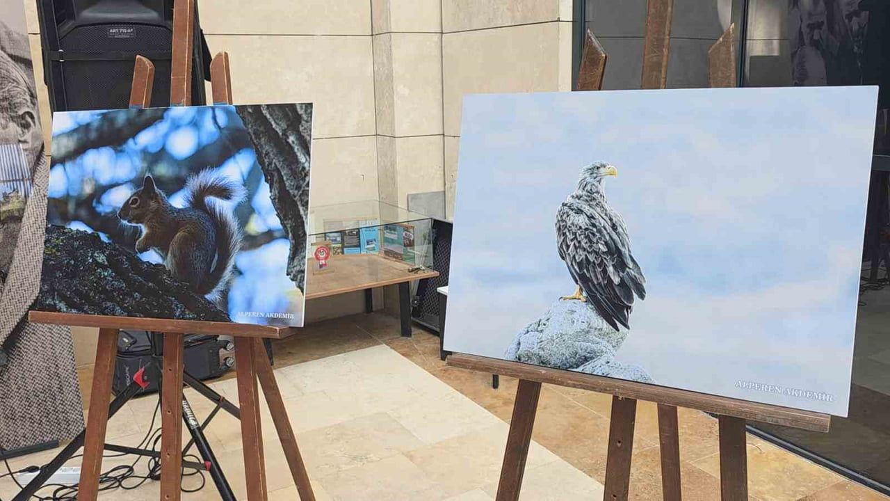 kütahya'nın yaban hayatı objektifle şehre taşındı