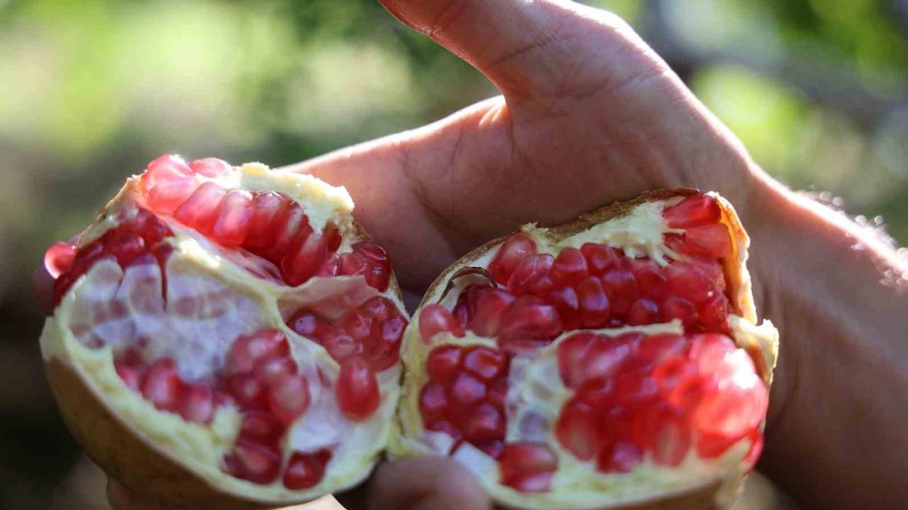 Kuytucak'ta sarp arazide ince kabuklu nar hasadı yüzleri güldürdü