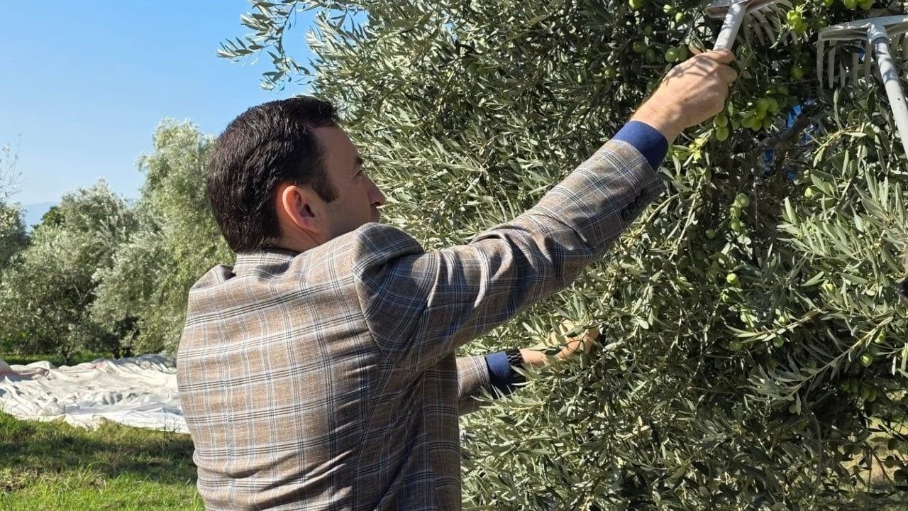 Kuyucak'ta zeytin toplama mesaisi sürüyor: üreticiler sahada