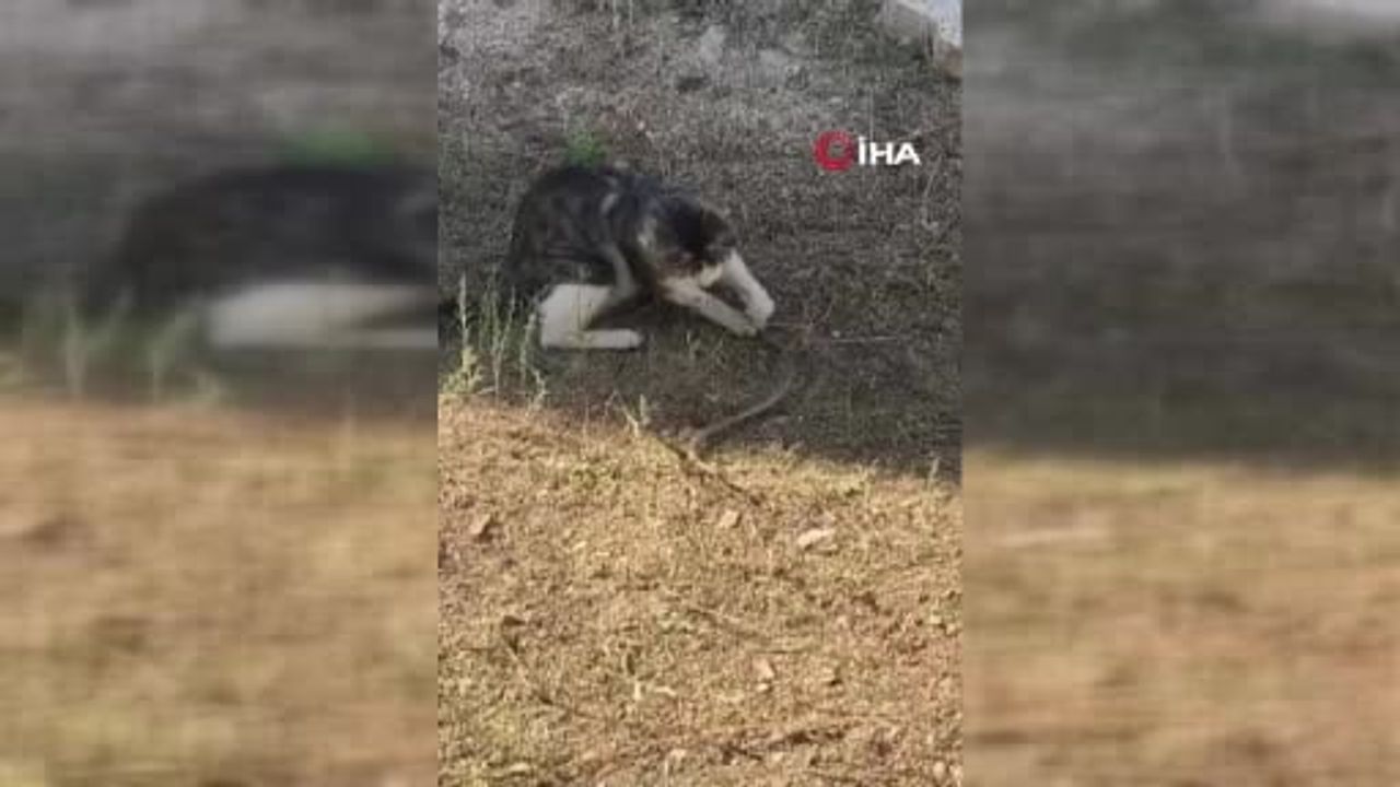 Mahan Köyü'nde kedi yılanla oyuna tutuştu