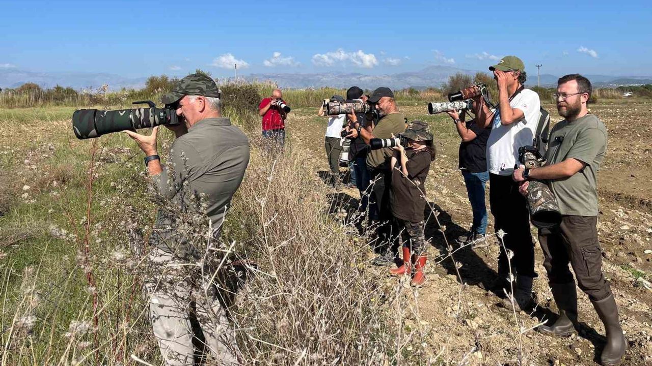 Manavgat'ta rastlanan nadir kuş türü Türkiye'nin envanterine 506'ncı olarak girdi