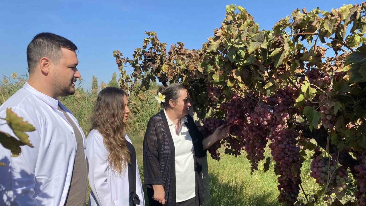 Manisa üzüm çeşitlerinin genom dizisi bilim dünyasına açıldı