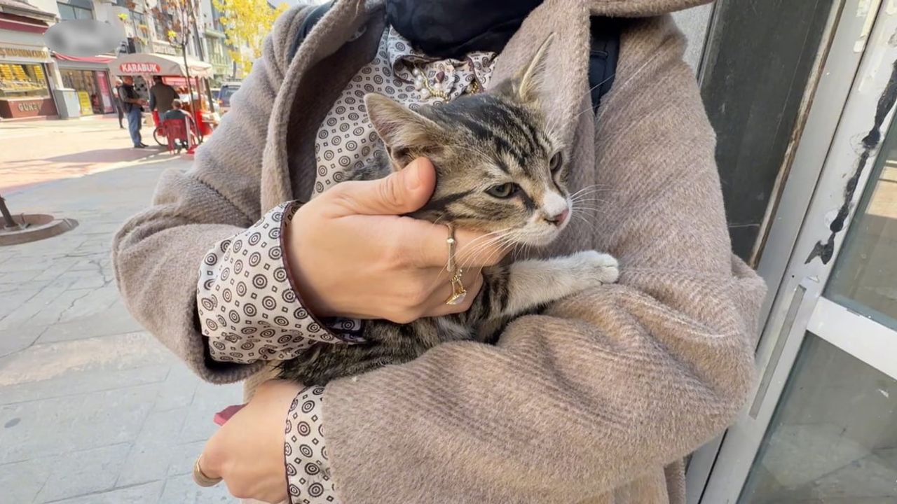 Menderes Caddesi'nde taksi altında kalan yavru kedi kurtarıldı