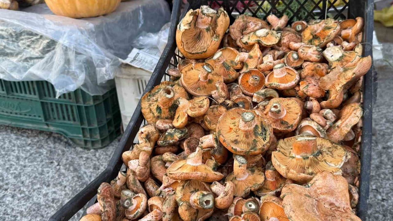Menteşe'de yağışların ardından çıntar sezonu açıldı