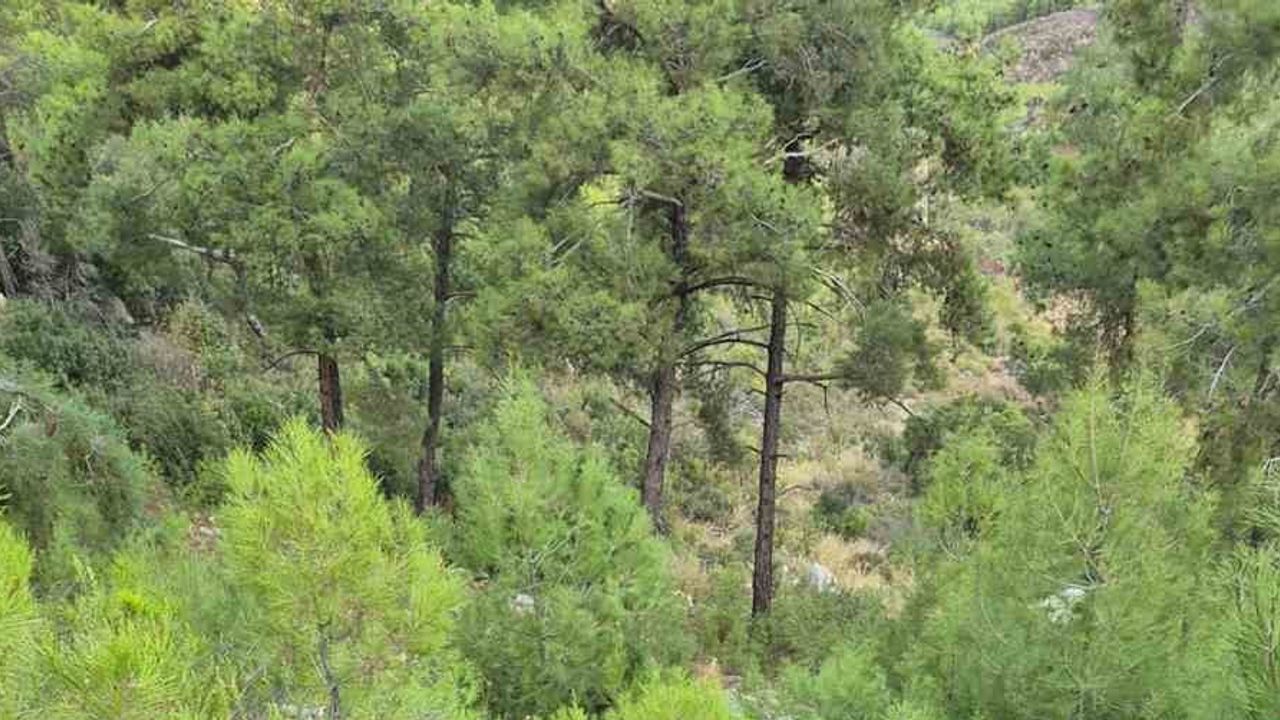 Milas'ta kontrolü kaybeden araç 50 metrelik uçuruma yuvarlandı