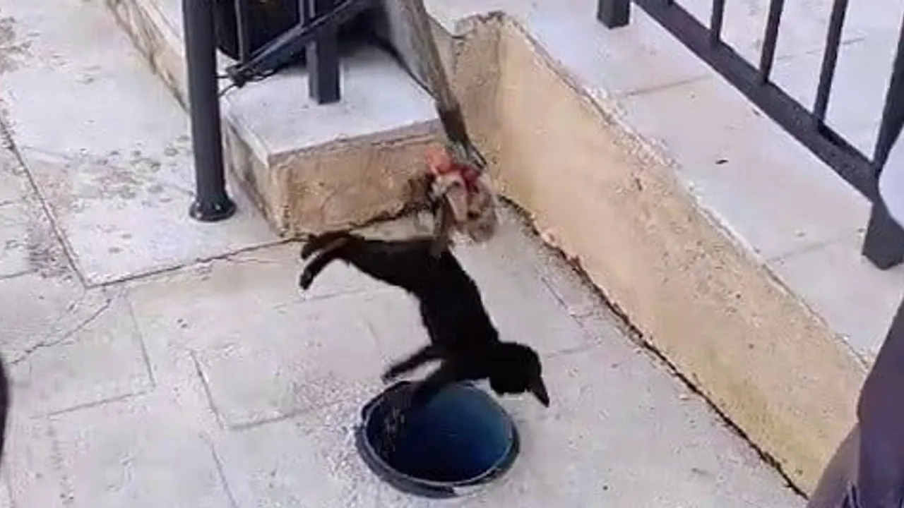 Miyavlayarak yardım istedi: havalandırma borusundan kurtarılan yavru kedi