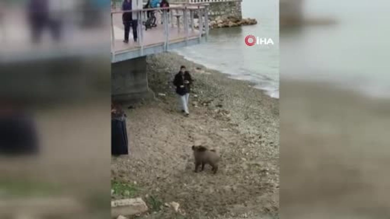 Mudanya sahilinde beklenmedik ziyaret: aç yaban domuzu vatandaşları şaşırttı