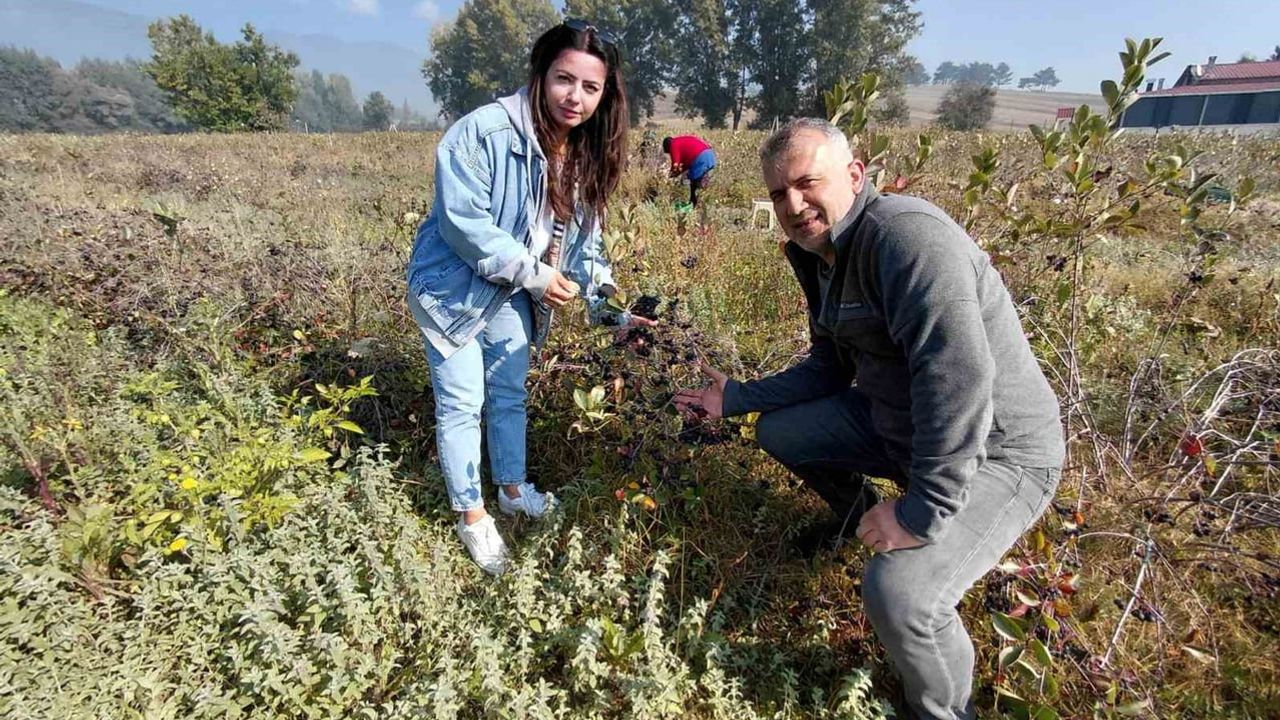 Mudurnu'da aronya üretimi: üniversiteyle tarıma bilimsel dönüş
