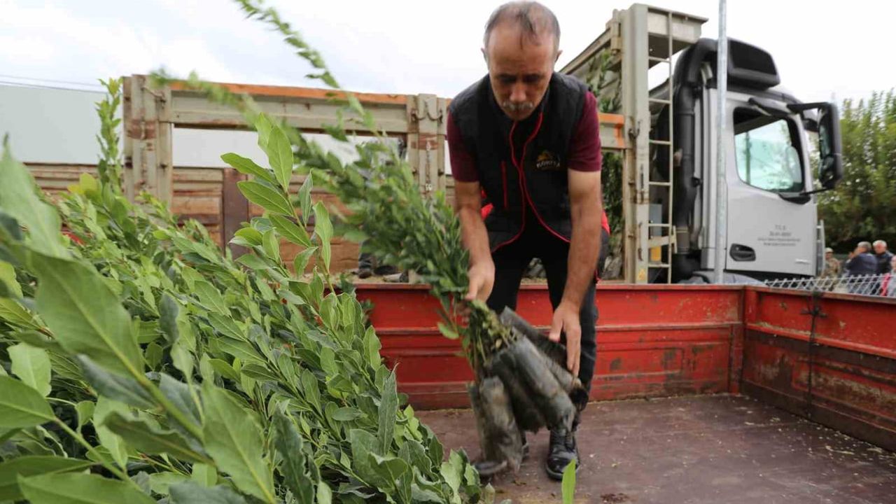 Muğla'da kadın üretiminin yeni rotası: defneden 75 milyon dolar ihracat hedefi