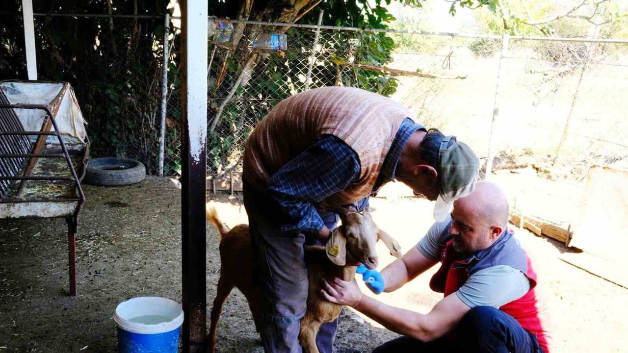 Muğla’da sahada küçükbaş taraması: veba riskine karşı numune toplama devam ediyor
