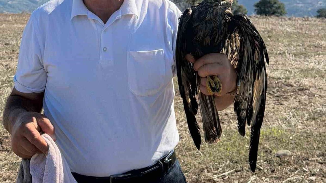 Muhtarın müdahalesiyle Göynük'te kanatlarındaki asfalt temizlenen şahin doğaya bırakıldı