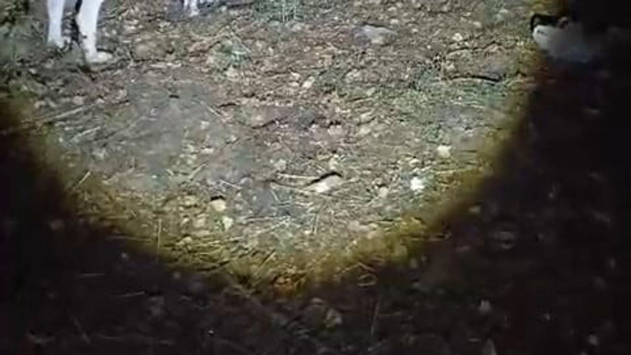 Munzur Vadisi'nde köpeklerin havlamasına aldırmayan ayının soğukkanlılığı