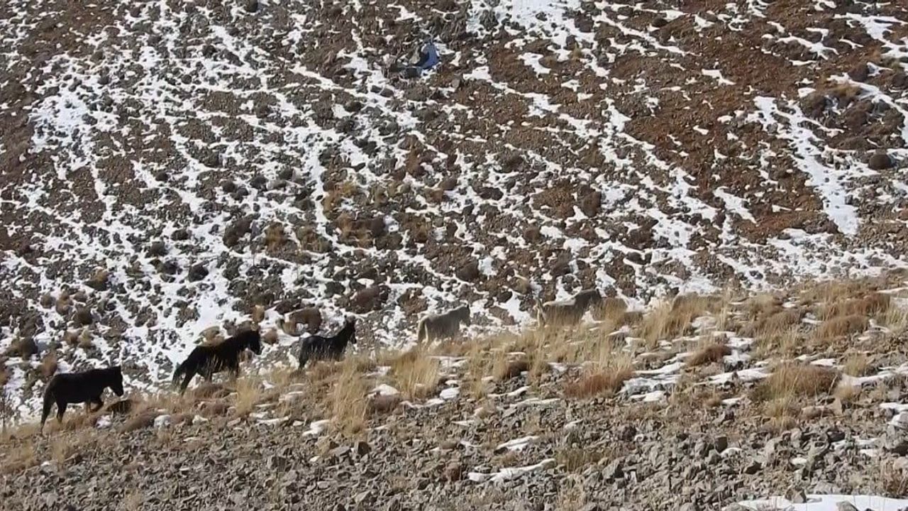 Munzur zirvelerinde yılkı atlarının özgür görüntüleri
