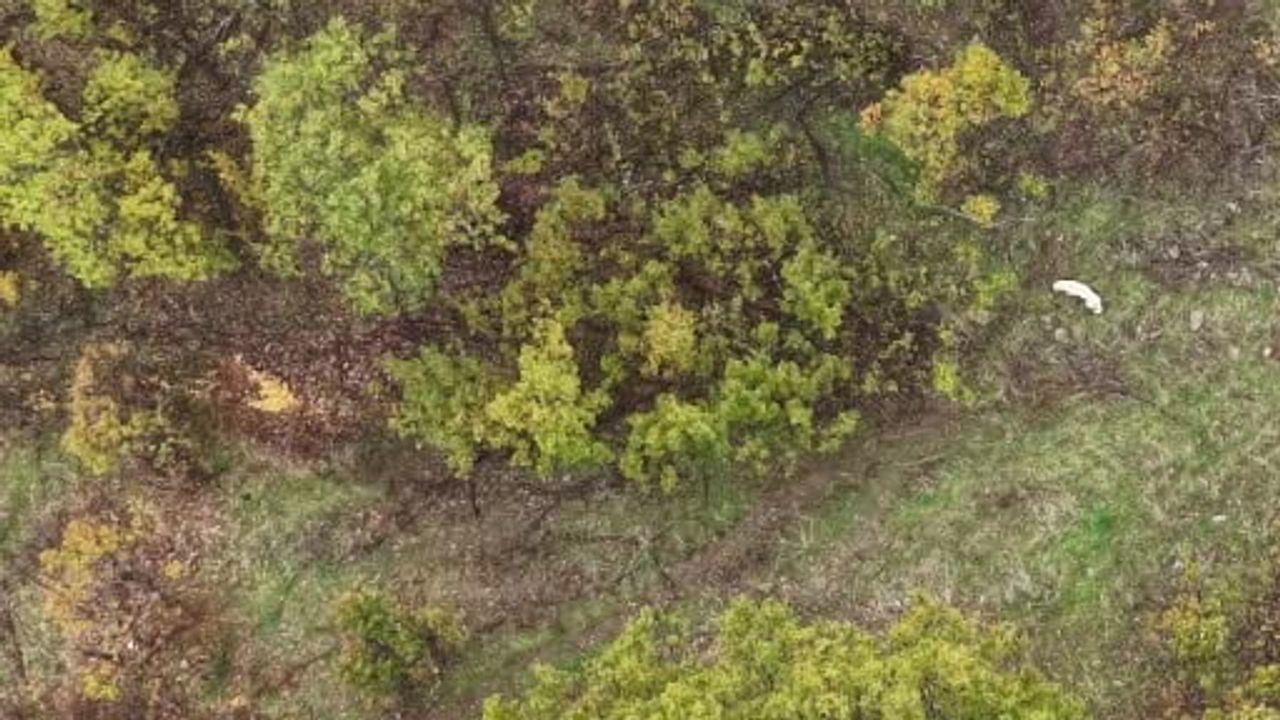 Muş'ta drondan kaydedilen çoban köpeği ile porsuk mücadelesi