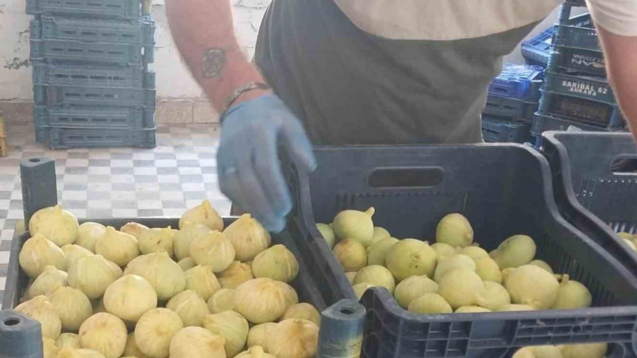 Mut'ta incir sezonu kapandı, fiyatlar üreticiyi rahatlattı