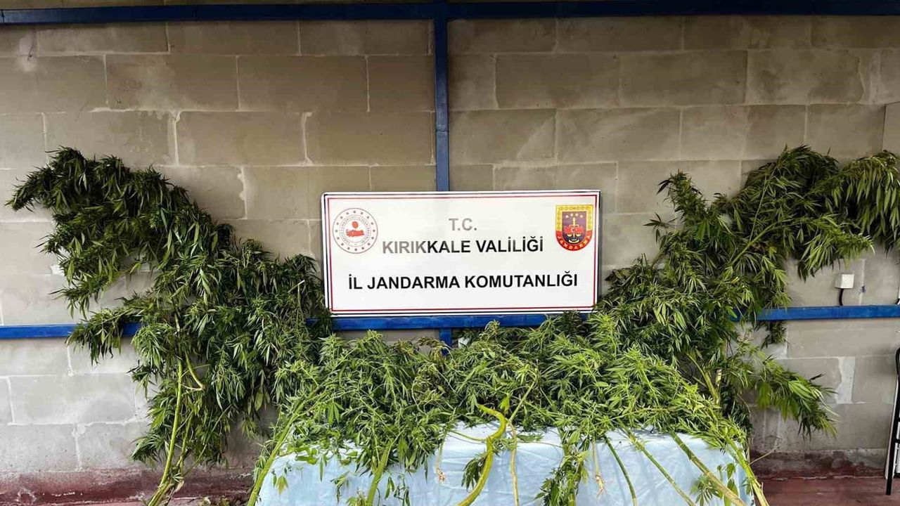 Narkotik köpeği Evin bahçede kenevir ve kubar esrarın izini buldu