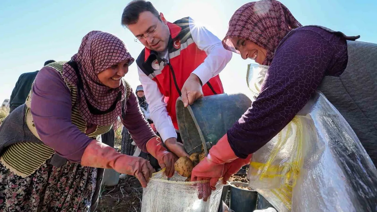 Niğde'de yerli patates çeşitleri tarlada beklenen verimi verdi