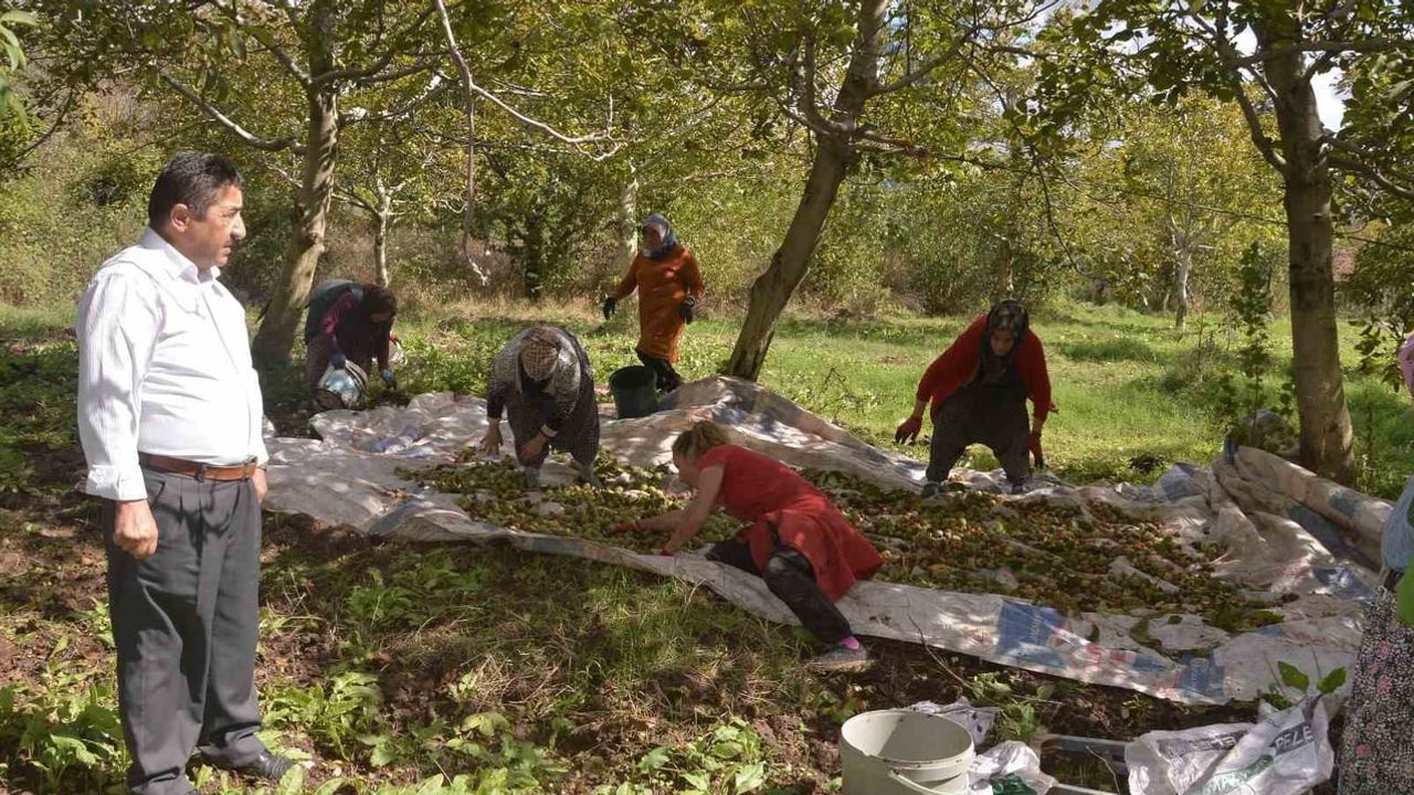 Niksar'ın beyaz altını sahalara indi: hasat başladı, verim beklentisi yüksek
