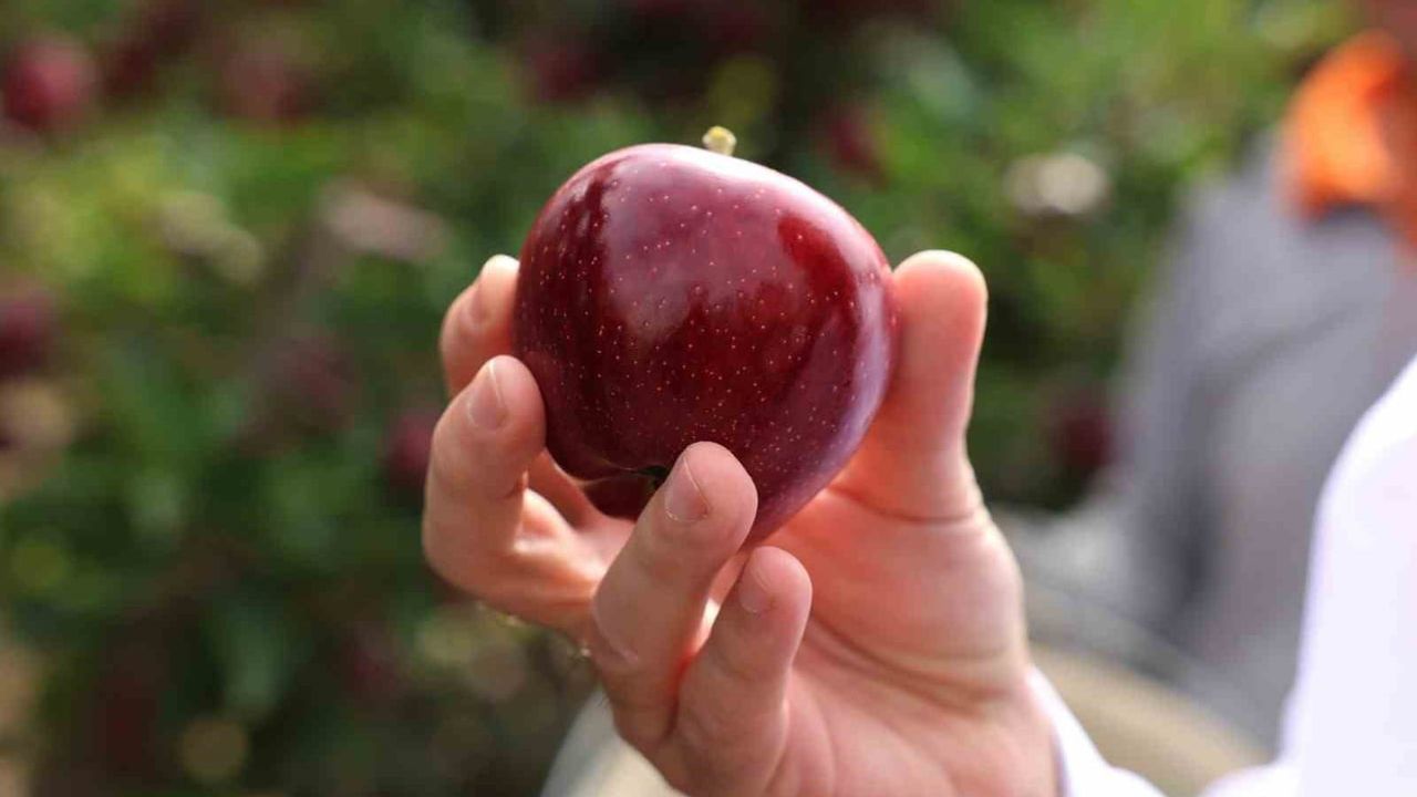 NÖHÜ'nün elma bahçesinde 200 tonu aşkın rekolteyle eğitim ve üretim buluşuyor