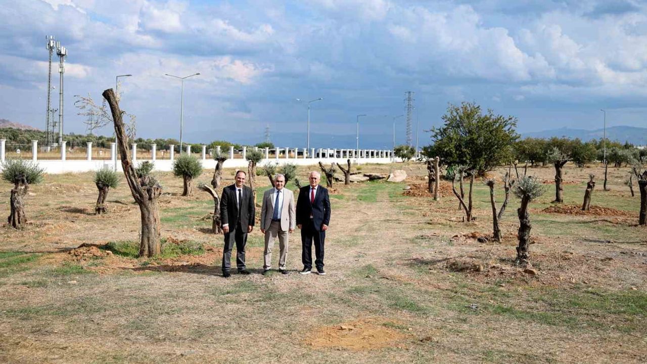 Nysa'dan gelen zeytinler ADÜ kampüsünde yeni hayat buldu