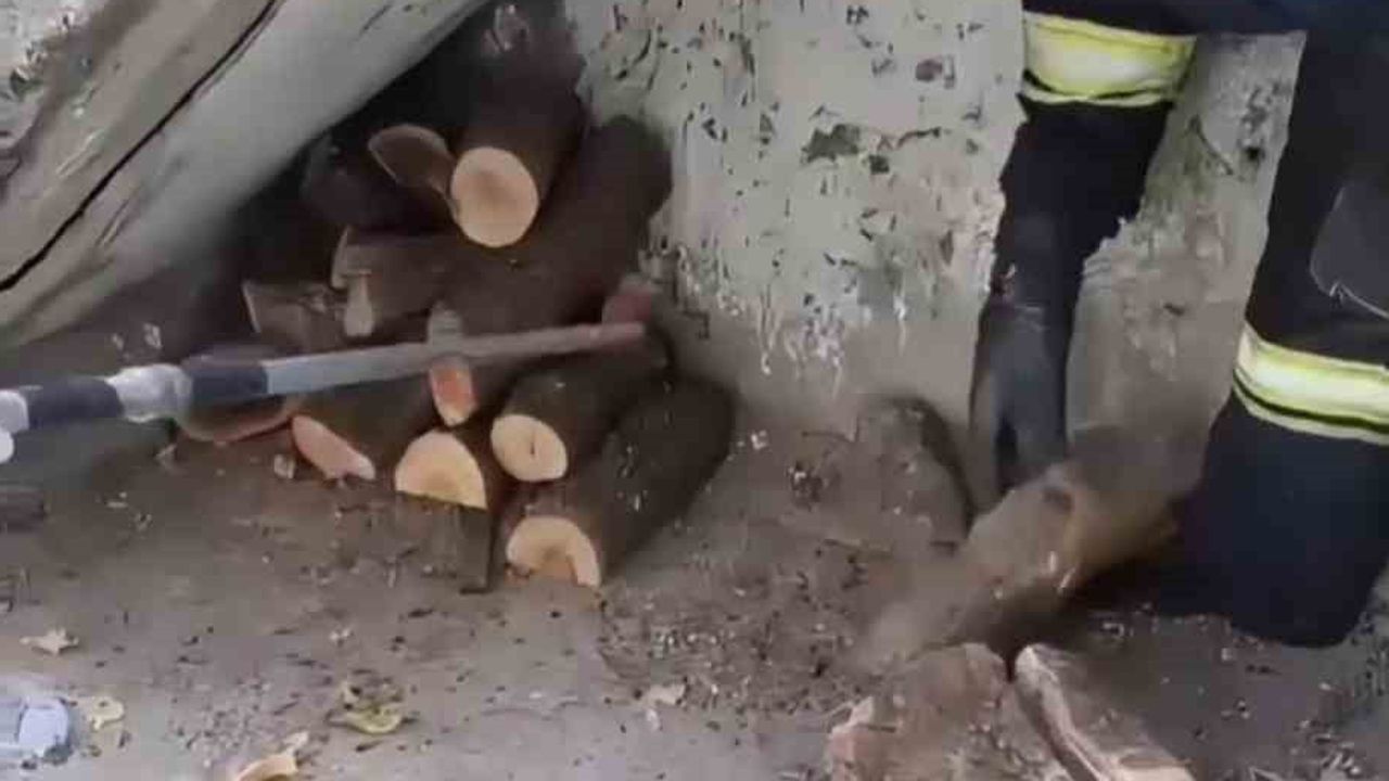 Odunlukta metrelerce yılan itfaiye ekiplerinin müdahalesiyle doğaya bırakıldı