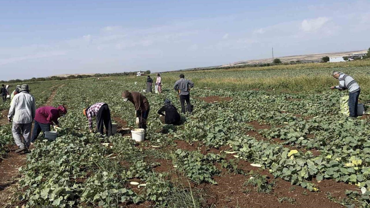 Oğuzeli'nde kış hazırlığı: turşuluk acur tarladan kente gidiyor