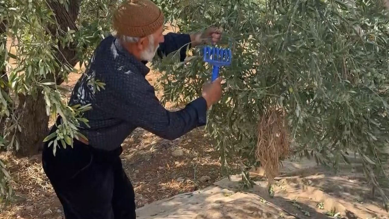 Oğuzeli'nde kışlık sofraların vazgeçilmezi yeşil zeytin hasadı başladı