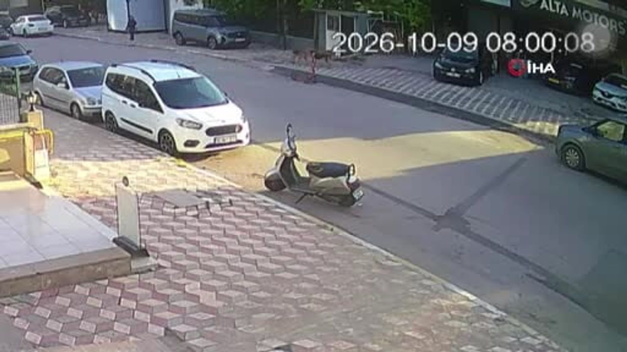 Okul yolunda panik: 15 yaşındaki öğrenci sokak köpeklerinin saldırısında yaralandı