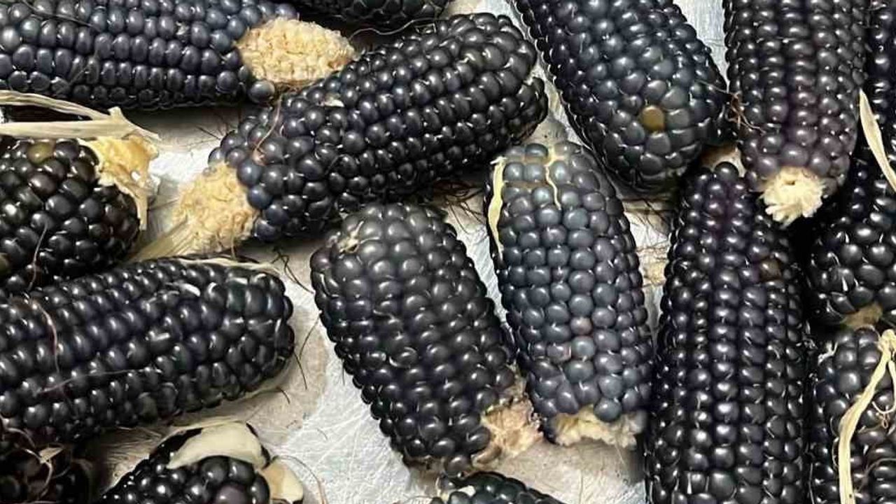 Oltu taşını anımsatan Kalaboğaz mısırı ilgi odağı oldu