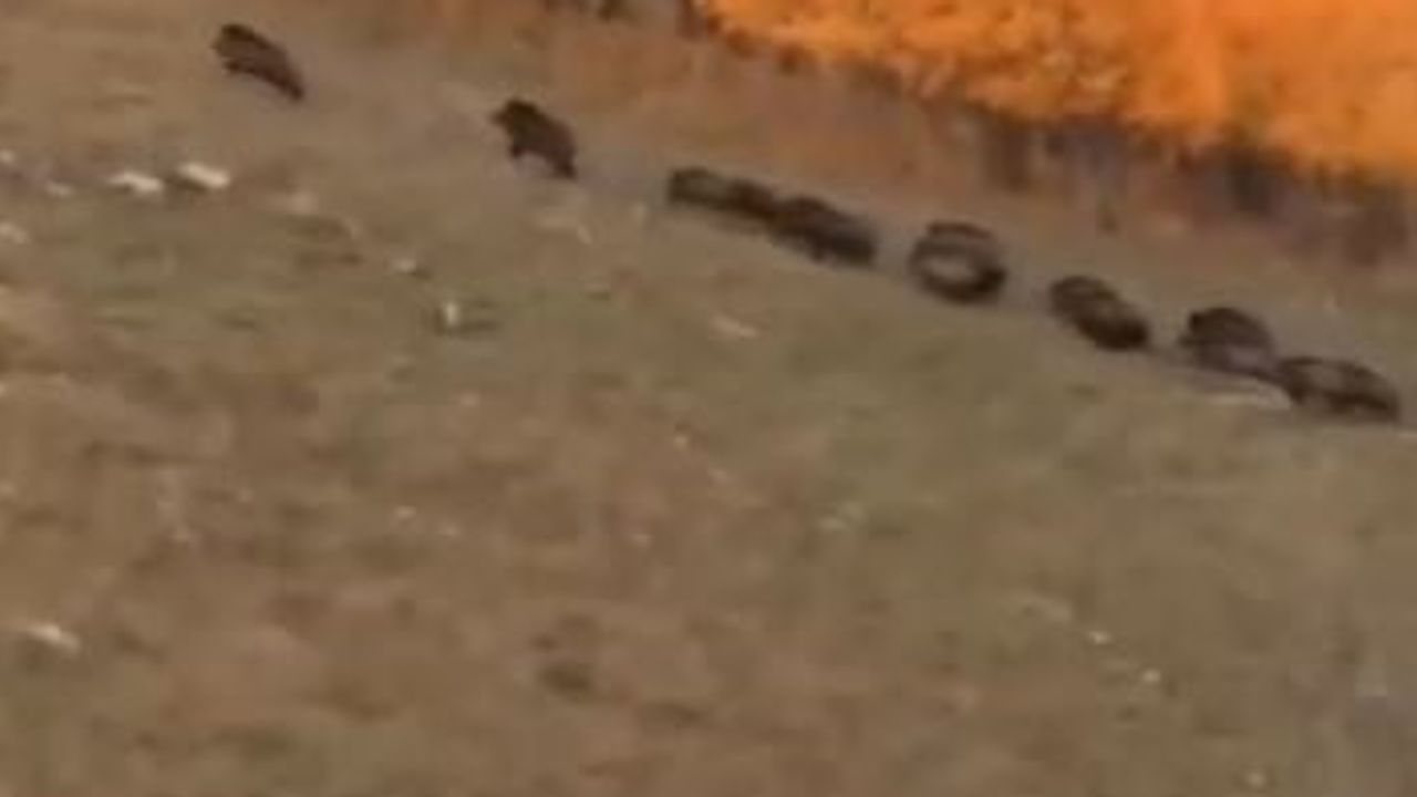 Orman kıyısından Tepe köyüne uzanan domuz sürüsünün büyükbaşların yanından geçişi ilgi çekti