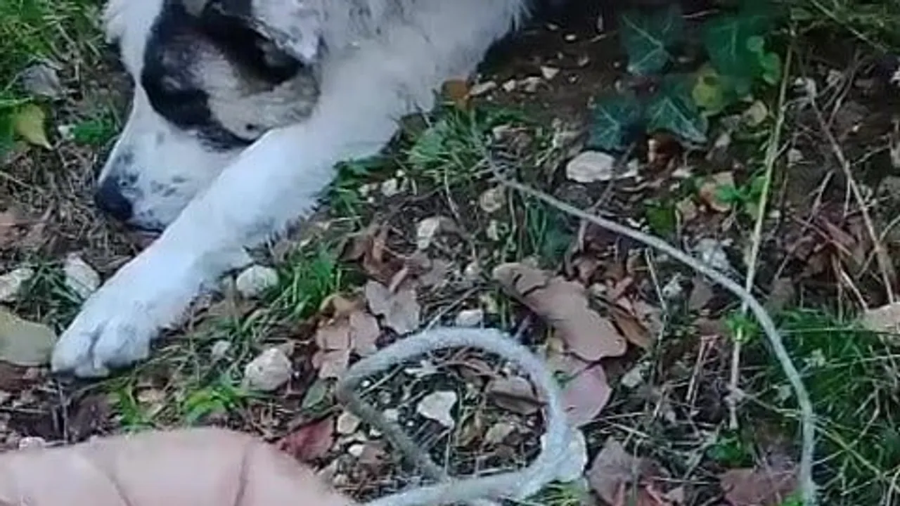 Orman tuzağında sıkışan sokak köpeği arama kurtarma ekiplerinin müdahalesiyle yaşama döndü
