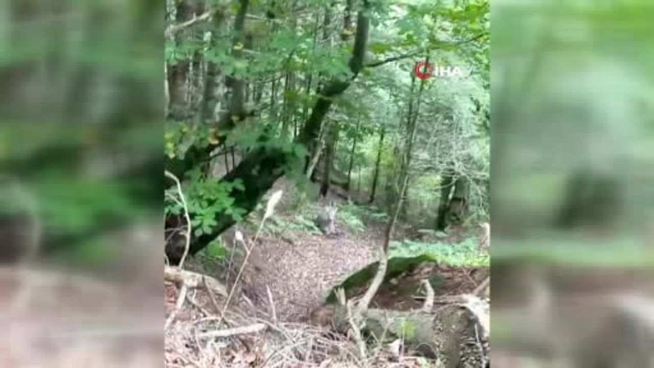 Ormanda durup izledi: Sinop'ta mantar toplayan vatandaşın genç geyikle buluşması